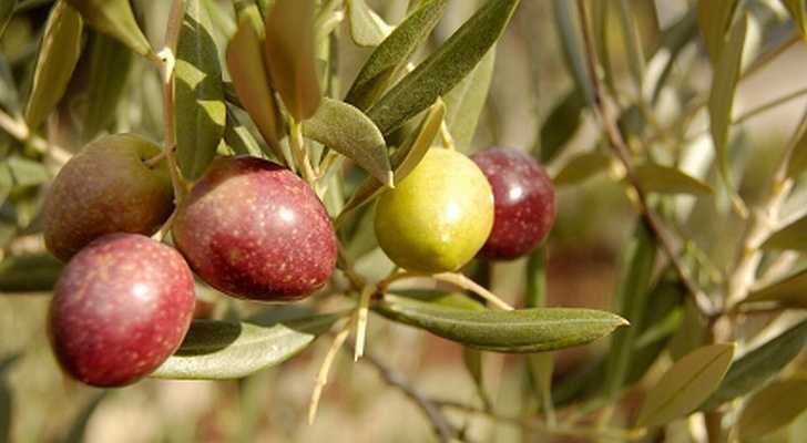 מערכת מחשובית חדישה למשרד החקלאות 